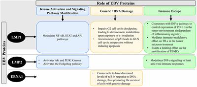 Role of Epstein–Barr Virus in the Pathogenesis of Head and Neck Cancers and Its Potential as an Immunotherapeutic Target